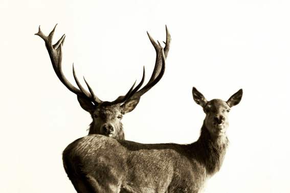 F6006   Henrik R Lristensen   Mr and Mrs Red Deer